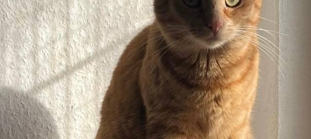 Zum Nachhören: Das Radio Sauerland EM-Orakel