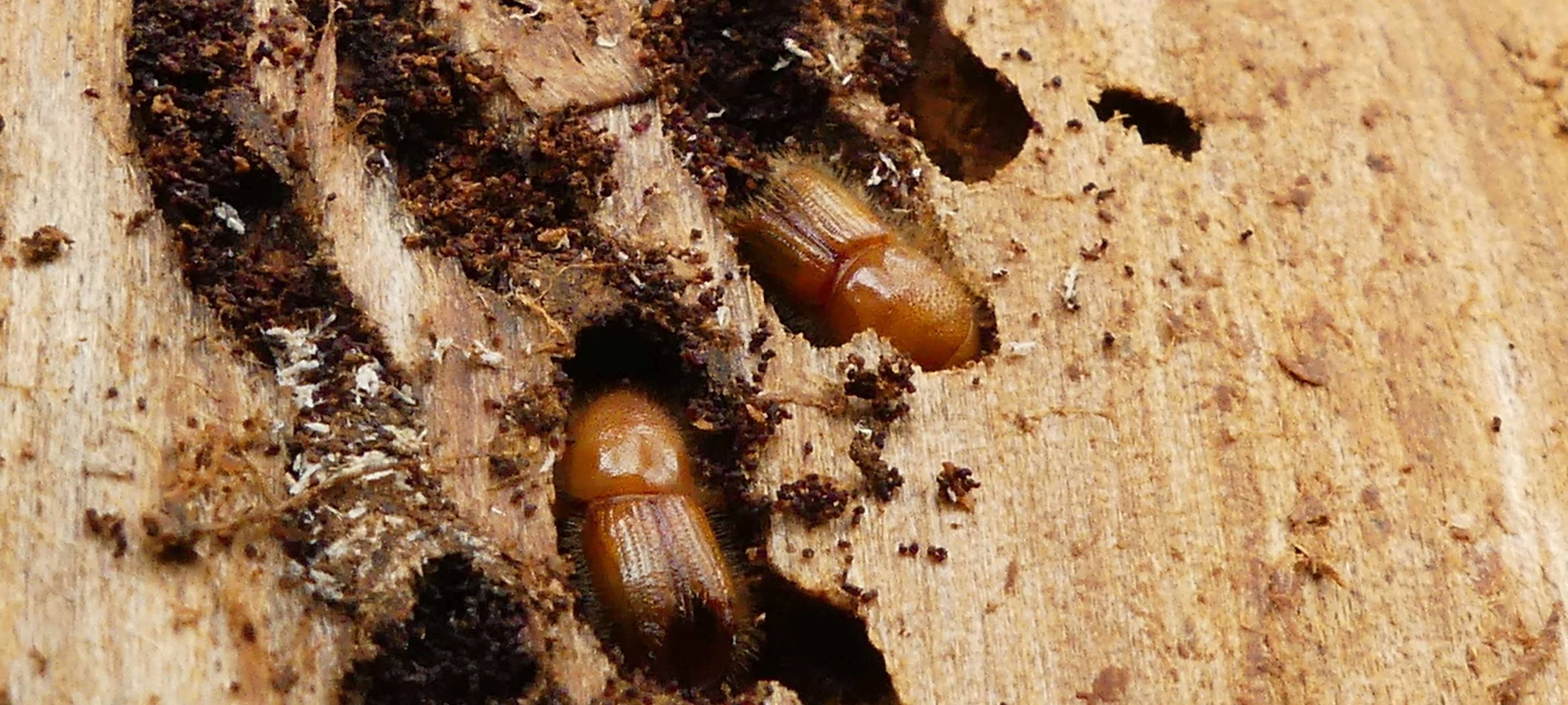 Sauerland: Borkenkäfer im Auge behalten