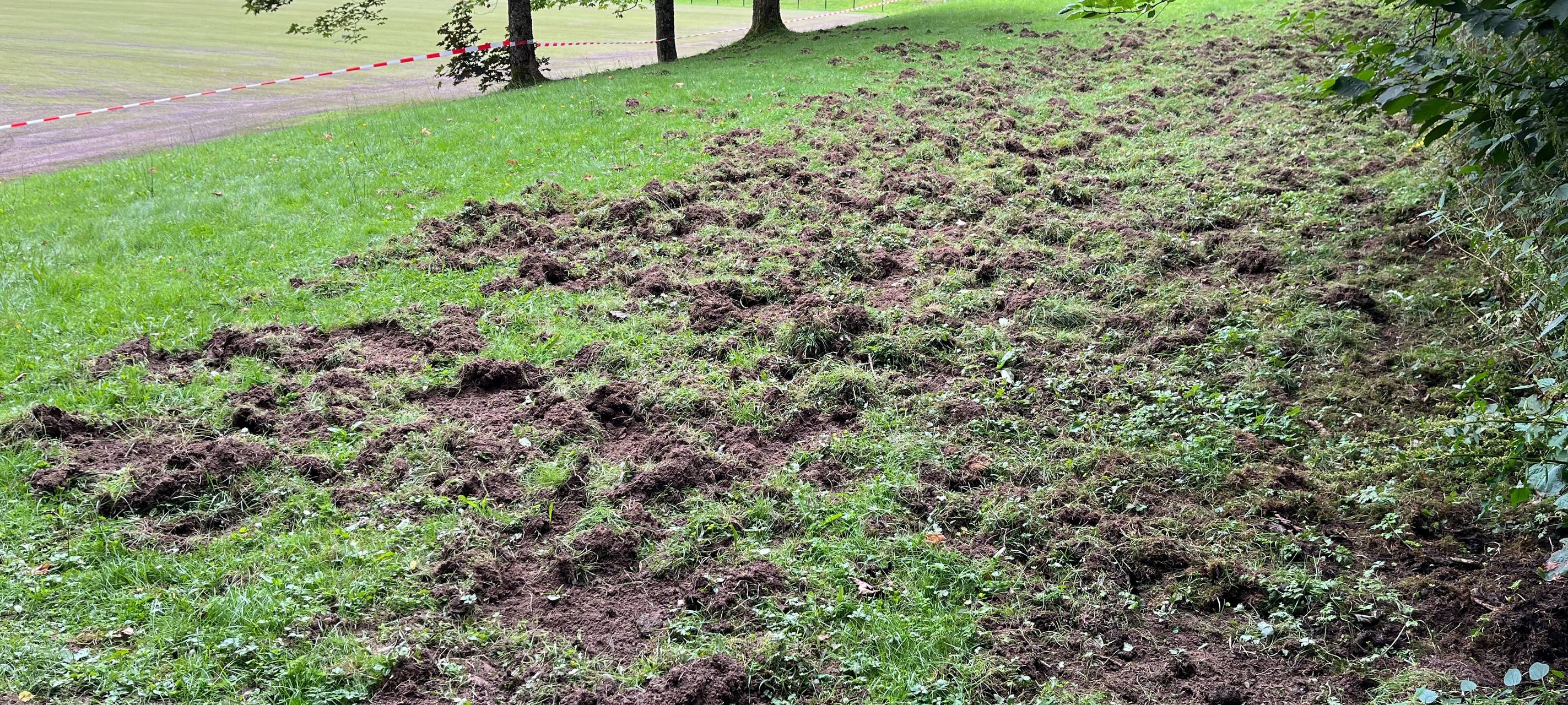 Brilon: Wildschweine wühlen in Petersborn-Gudenhagen