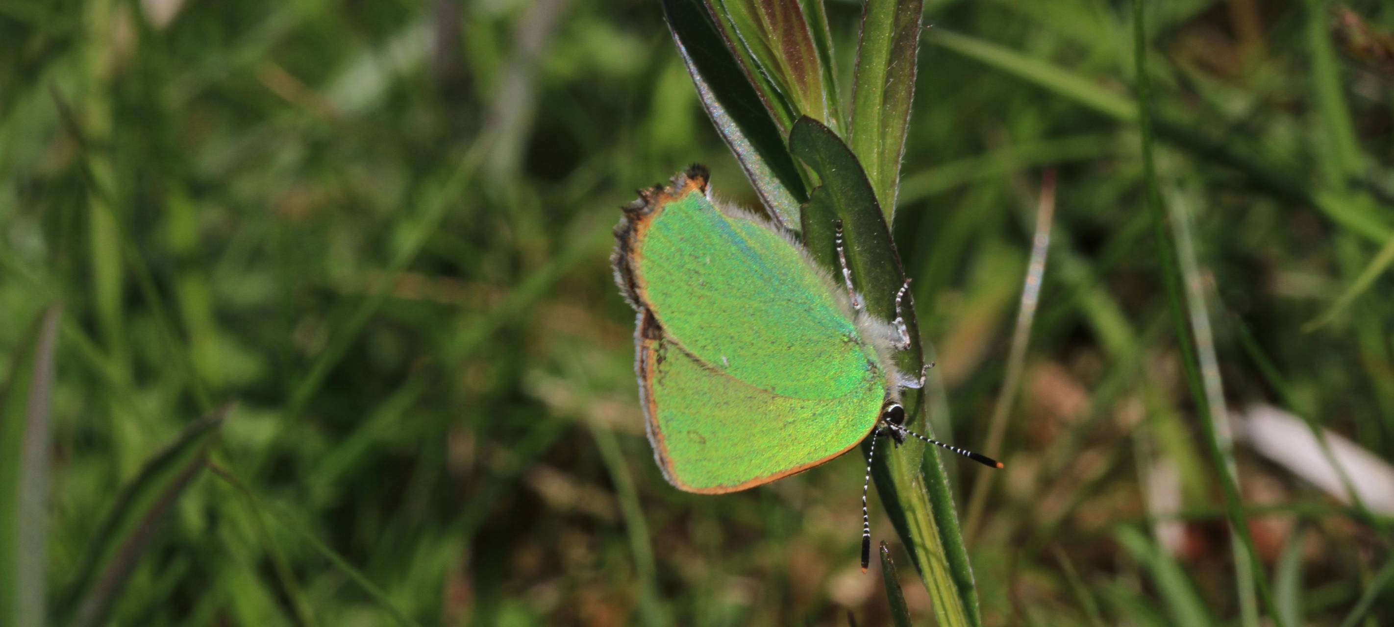 Sauerland: Schmetterlingsarten verschwinden