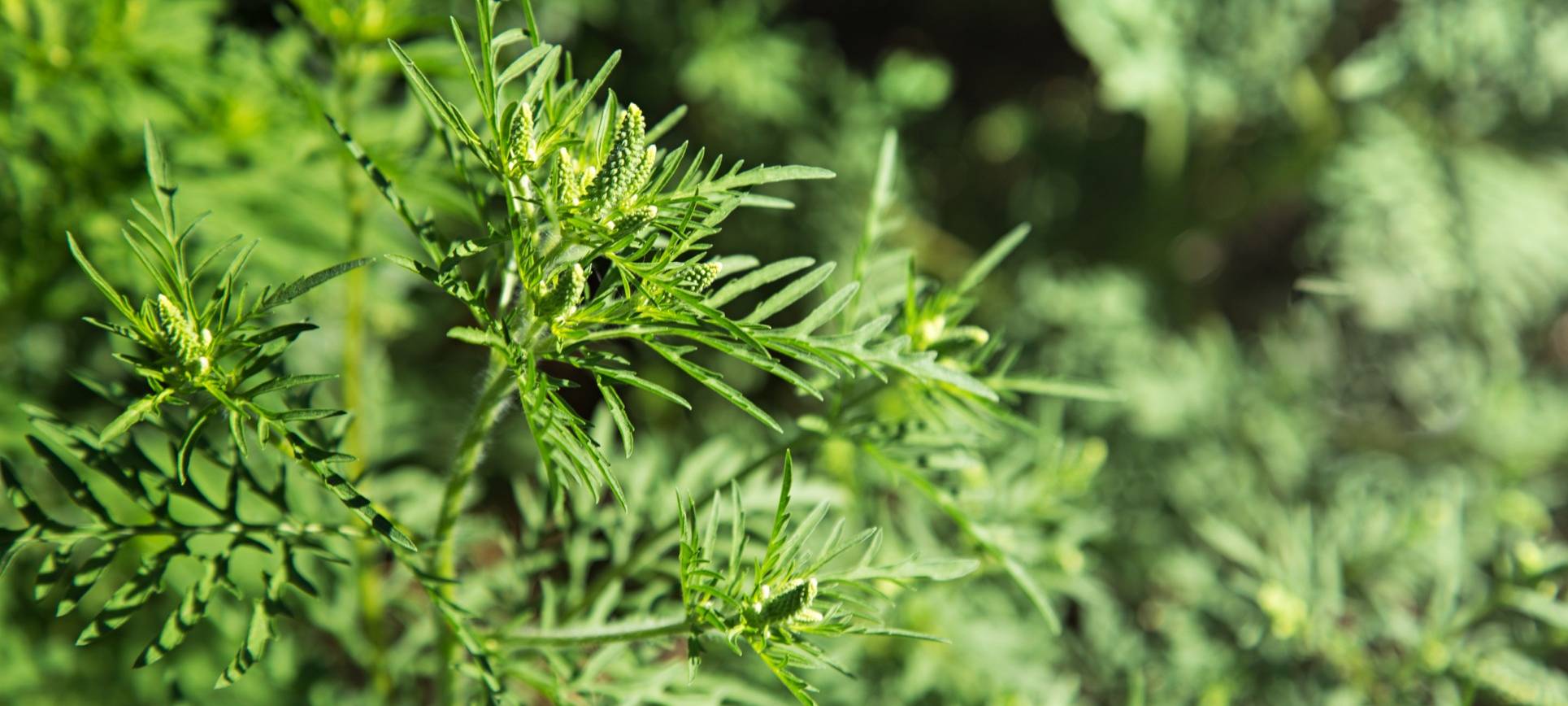 Sauerland: Ambrosia-Pflanze breitet sich aus