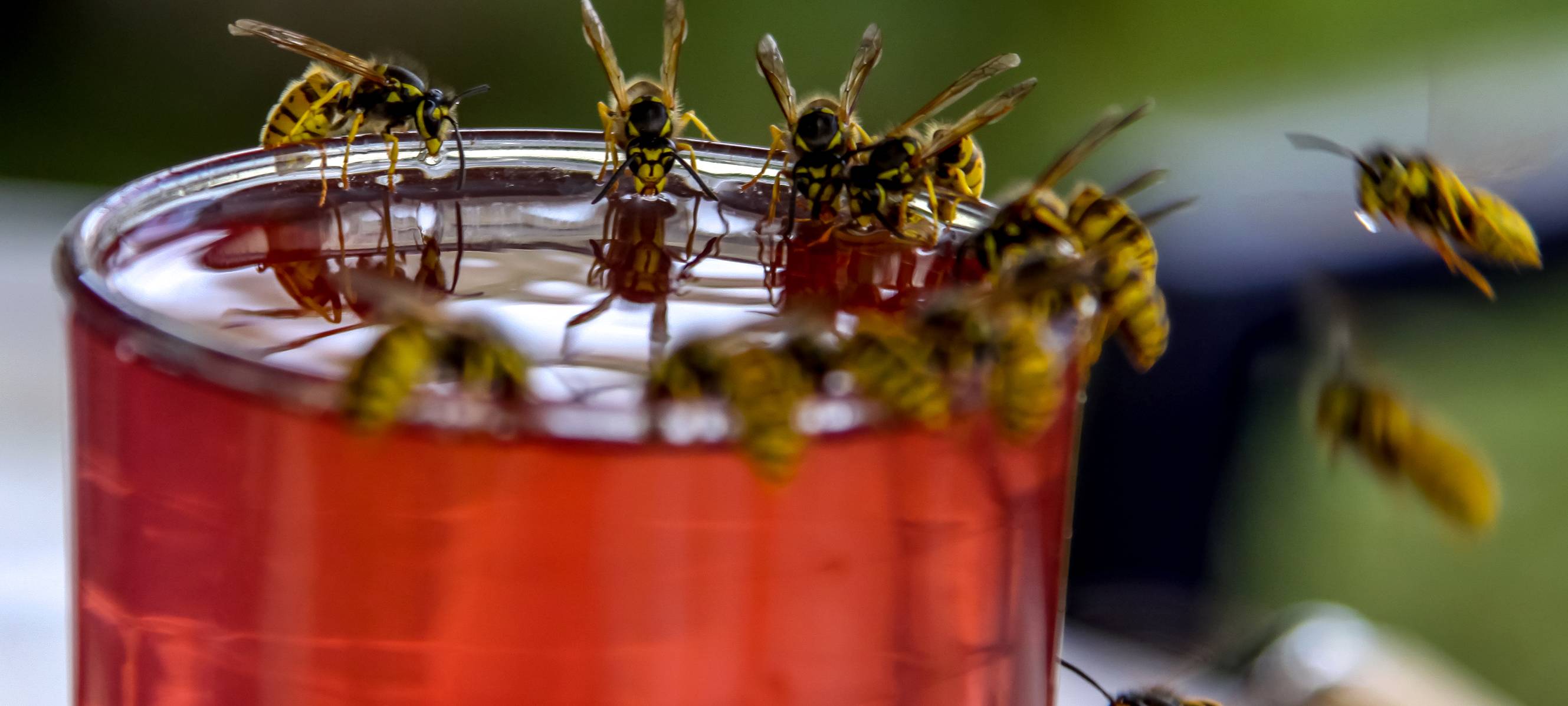 Verbraucherzentrale Arnsberg warnt vor unseriöser Schädlingsbekämpfung