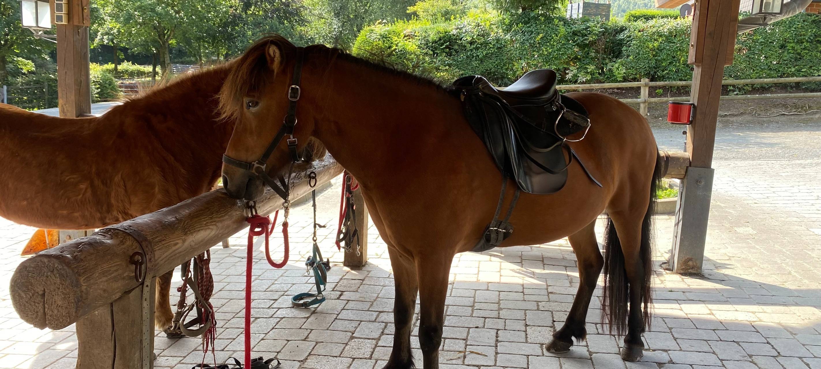 Zum Nachhören: Reitschule Berger