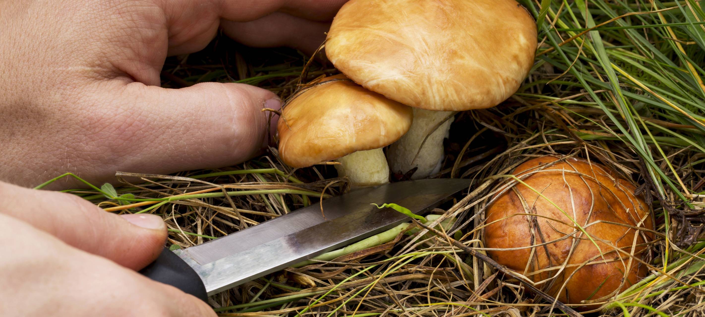 Sauerland: AOK warnt vor Pilzvergiftungen