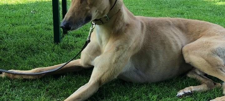 Zum Nachhören: 20-jähriges Jubiläum vom Tierschutz Spanien