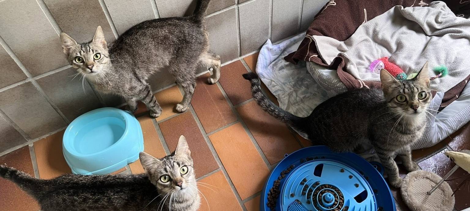 Brilon: Mehr Geld für das Tierheim Brilon