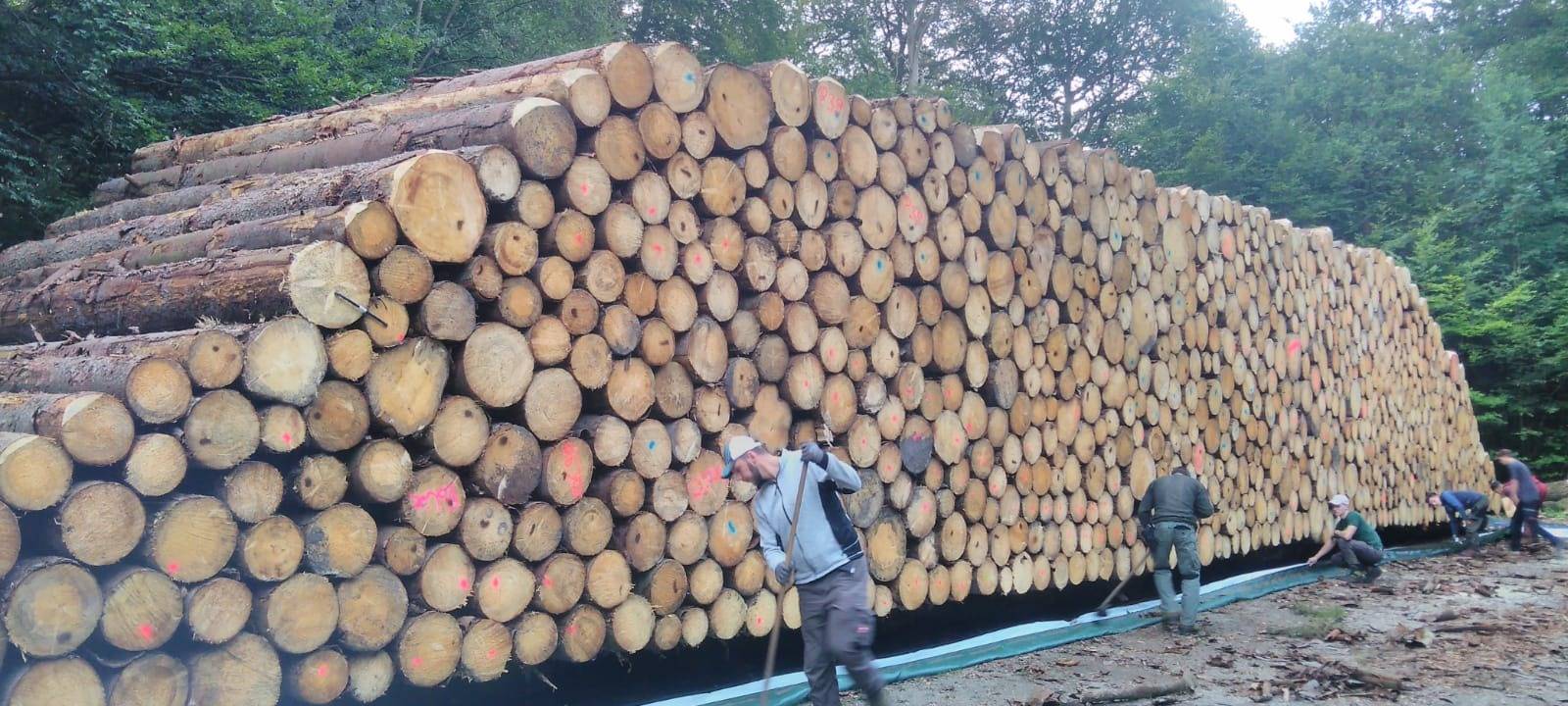 Sauerland: Test von Wald und Holz geht heute zu Ende