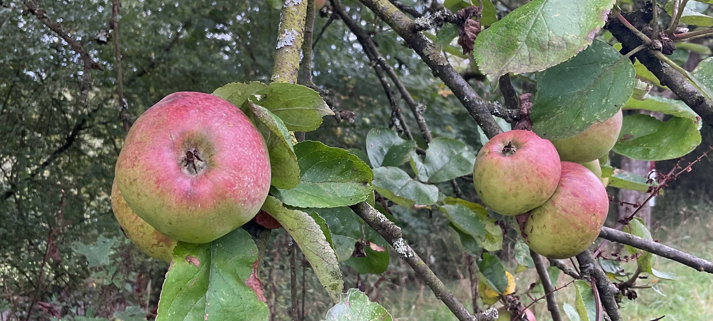 Hallenberg: Gelbe Bänder an Obstbäumen