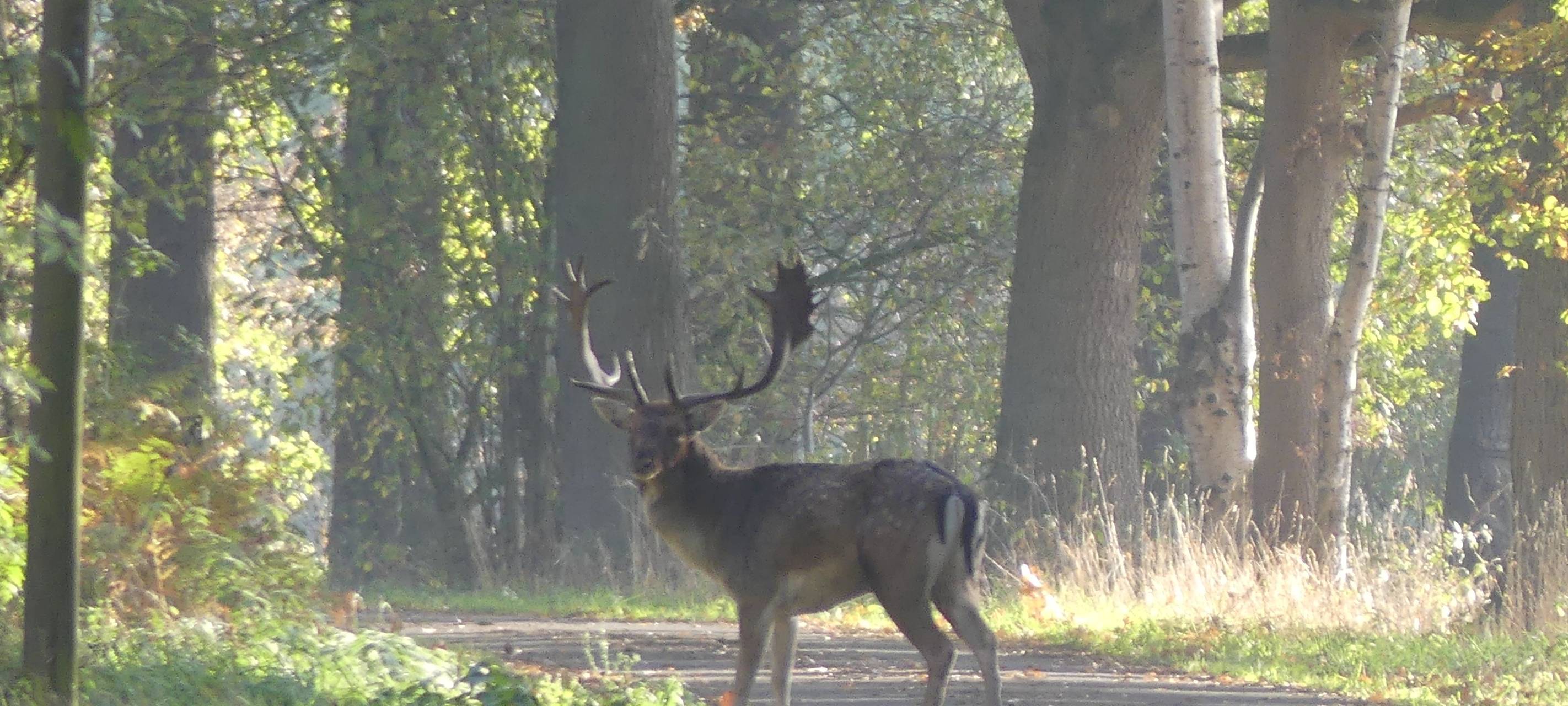 Sauerland: Wildunfälle durch Zeitumstellung