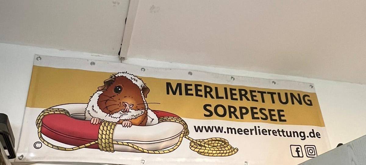 Zum Nachhören: Meerschweinchen-Rettung in Sundern