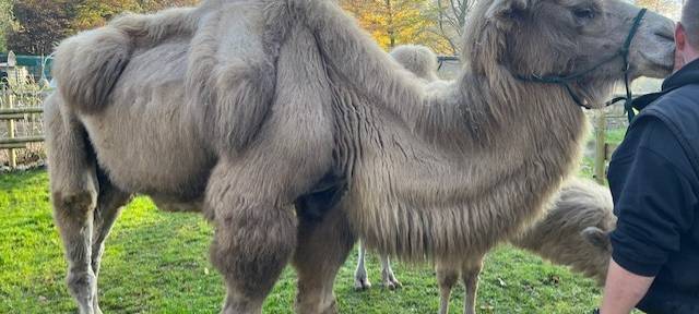 Zum Nachhören: Trampeltiere in Brilon-Esshoff
