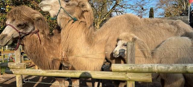 Zum Nachhören: Trampeltiere in Brilon-Esshoff