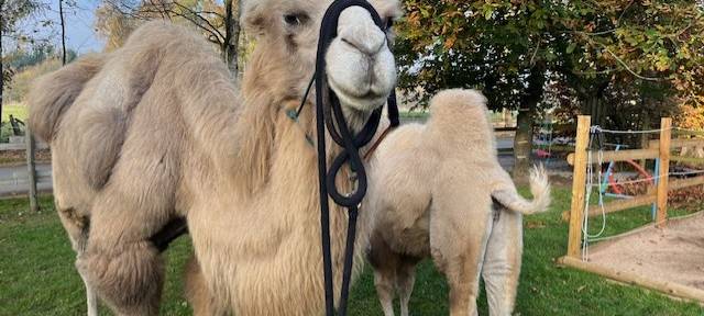 Zum Nachhören: Trampeltiere in Brilon-Esshoff