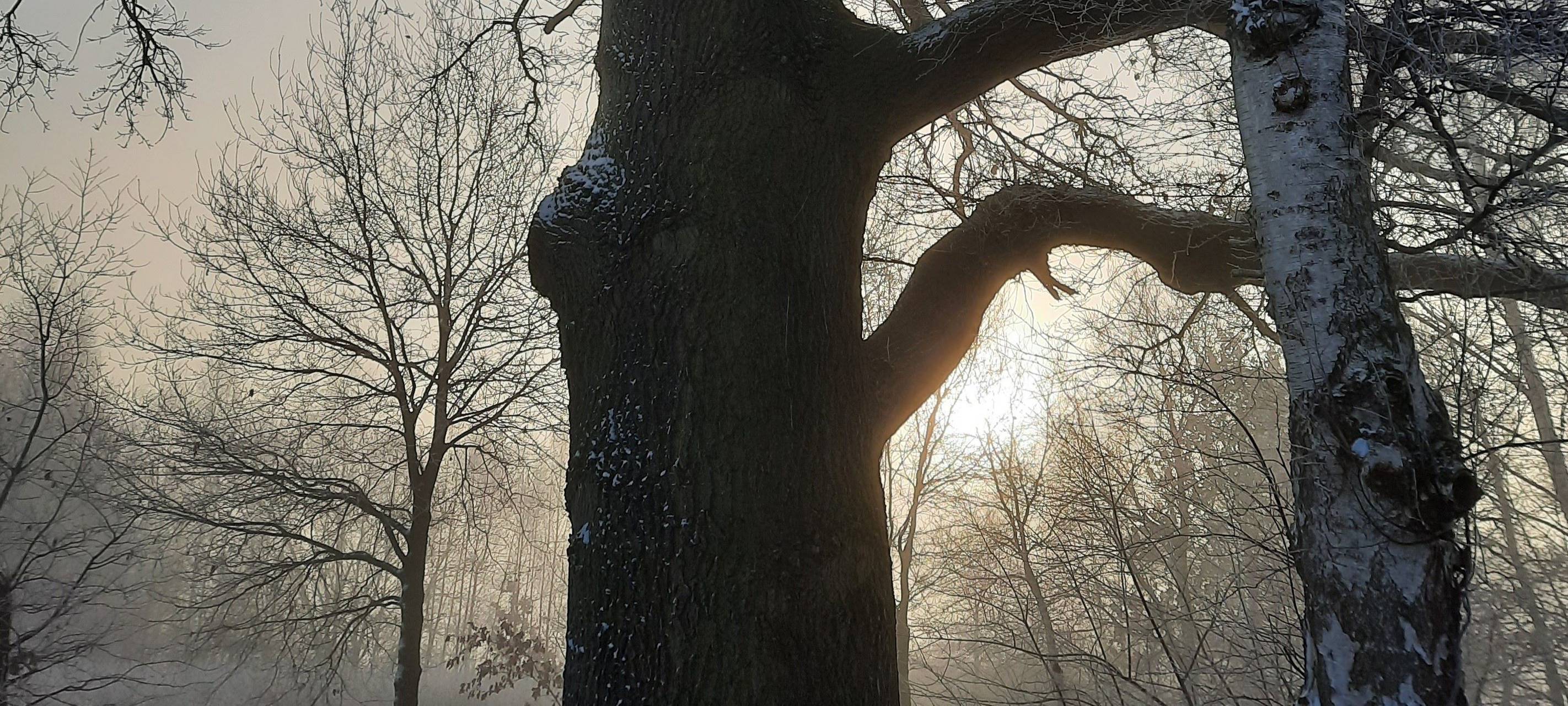 Sauerland: Bäume sind in Winterruhe