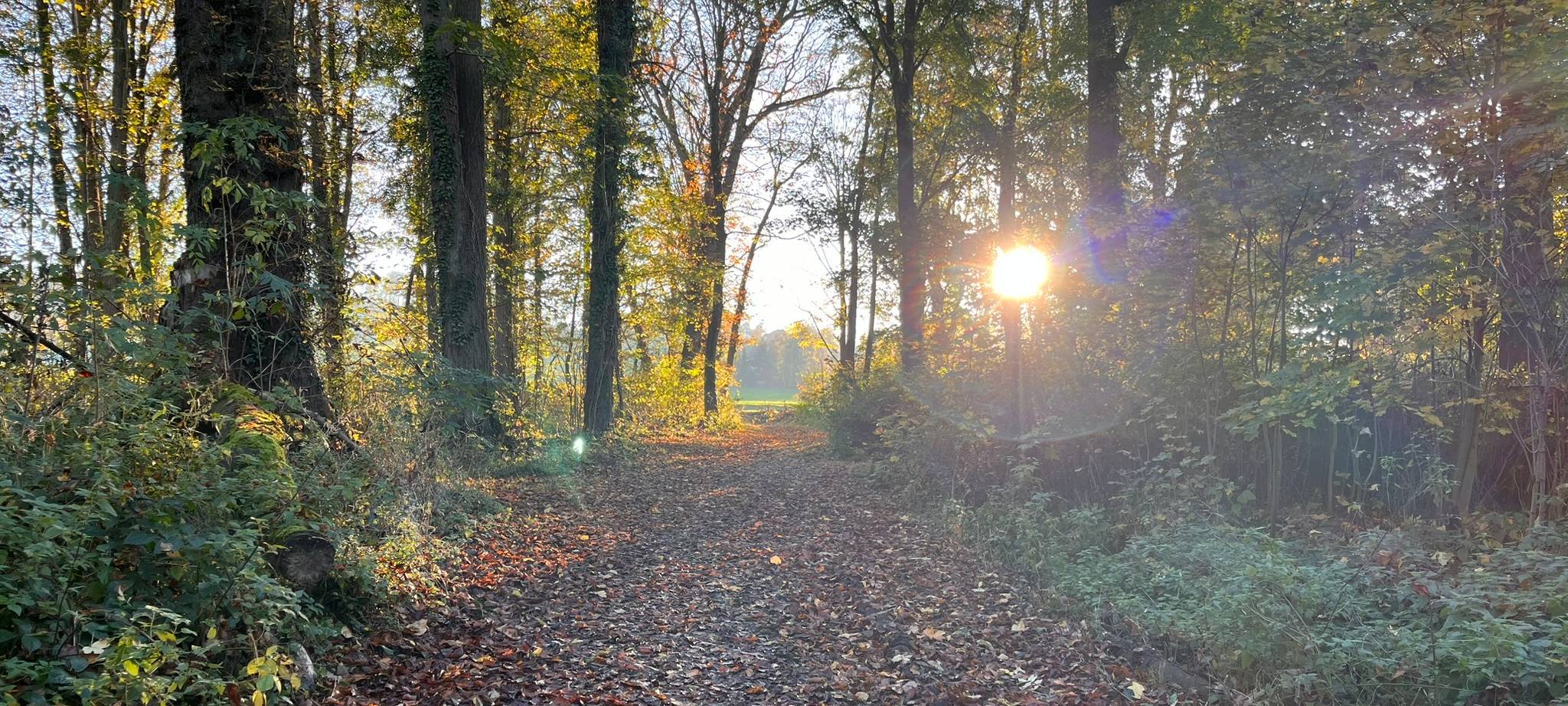 Sauerländer Wald erholt sich leicht