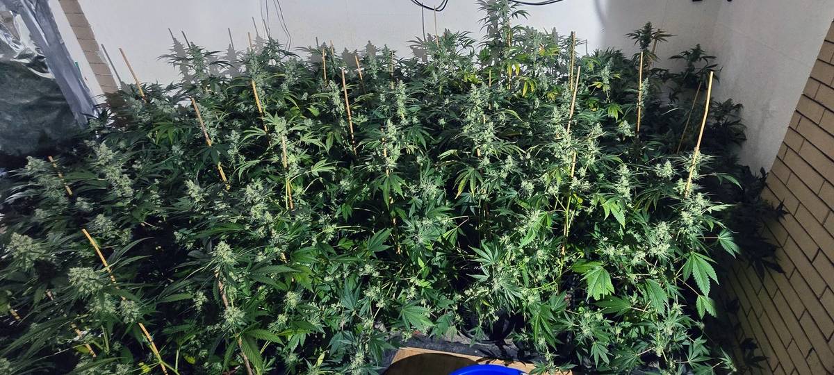 Cannabisplantage in Marsberg entdeckt