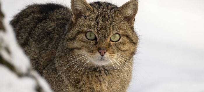 Wildkatzen im Sauerland