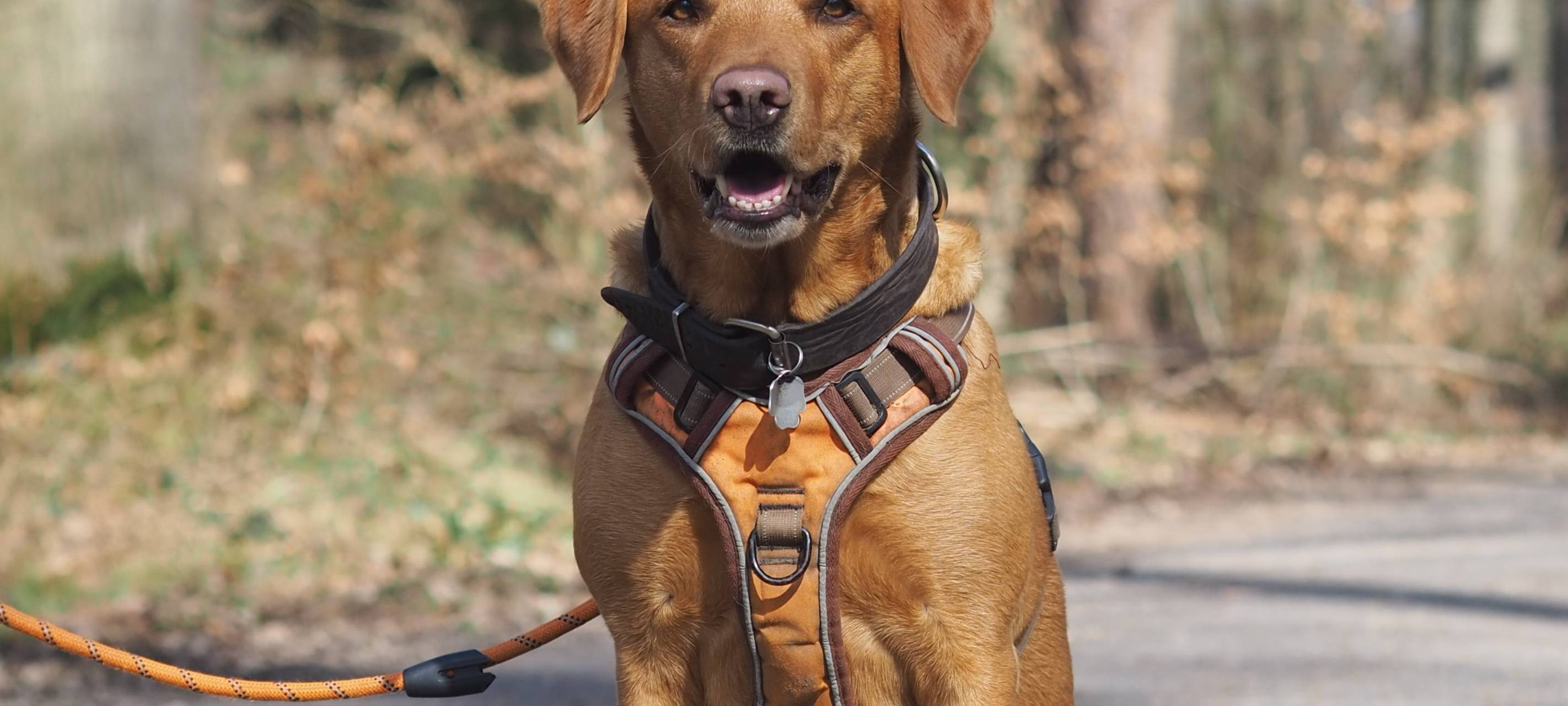 Sauerland: Brut- und Setzzeit hat begonnen