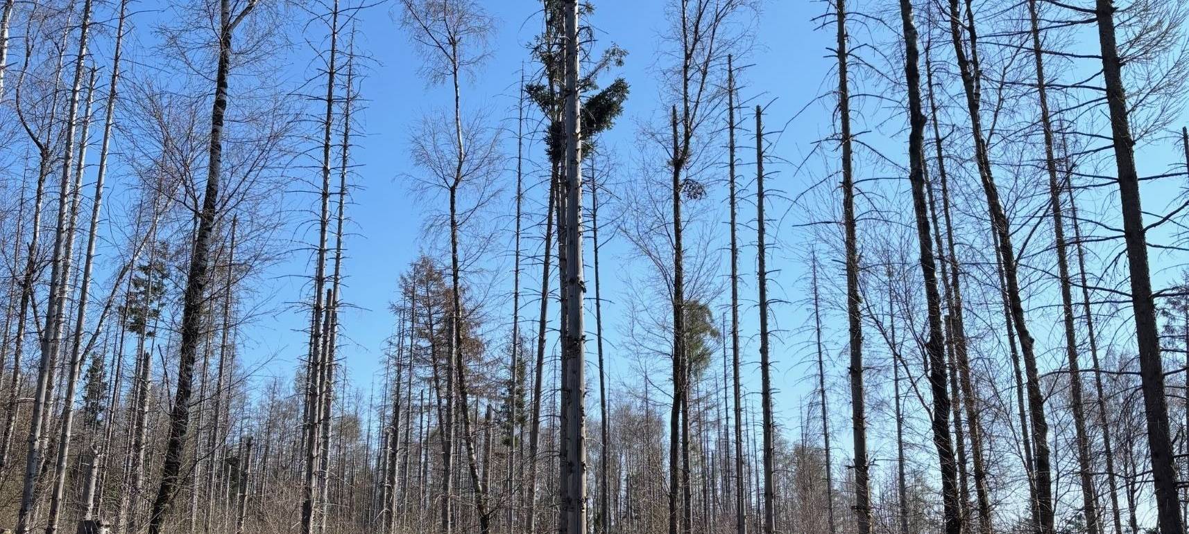 Arnsberg: Diskussion über Zukunft des Waldes