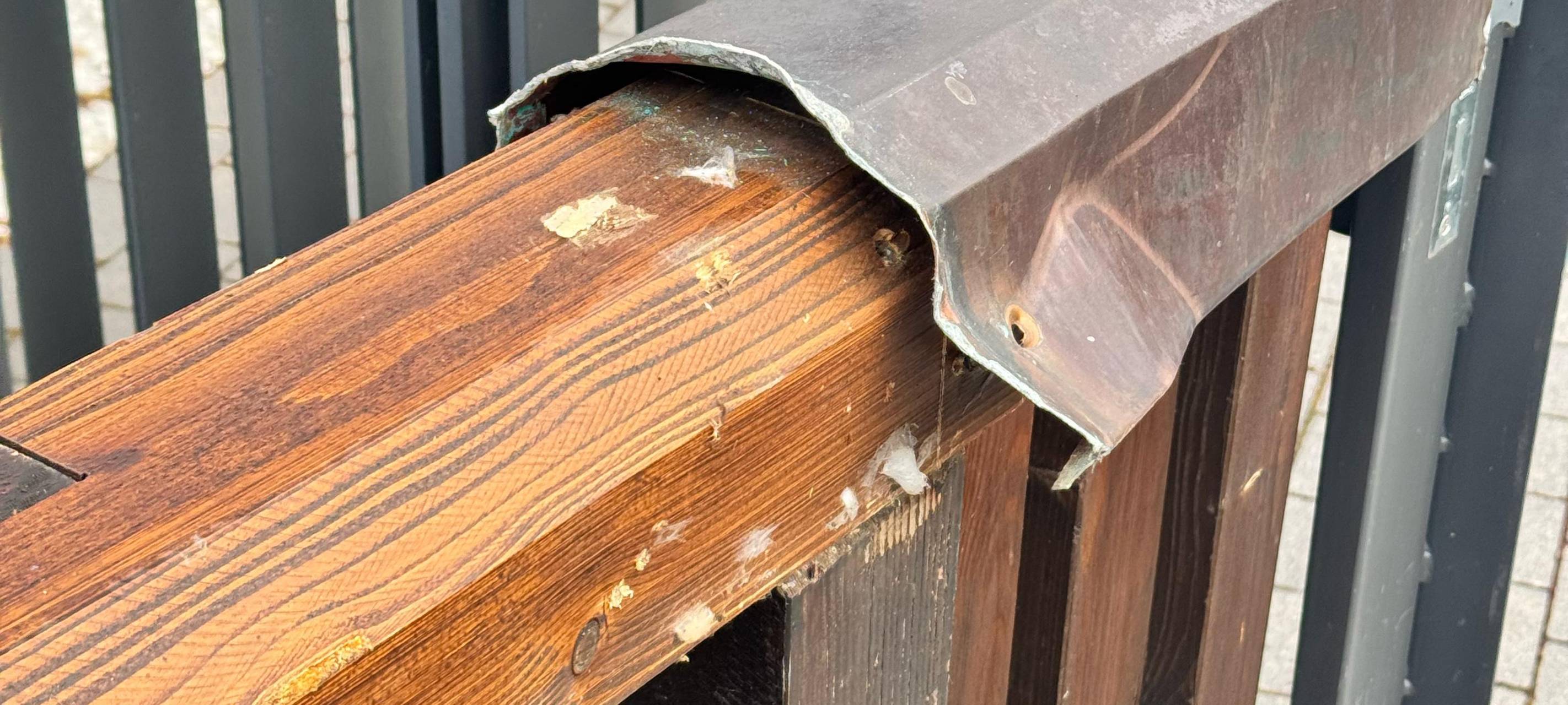 Kupferklau an Brücke in Olsberg