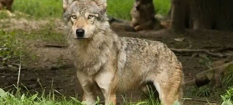 Jagdrecht für den Wolf