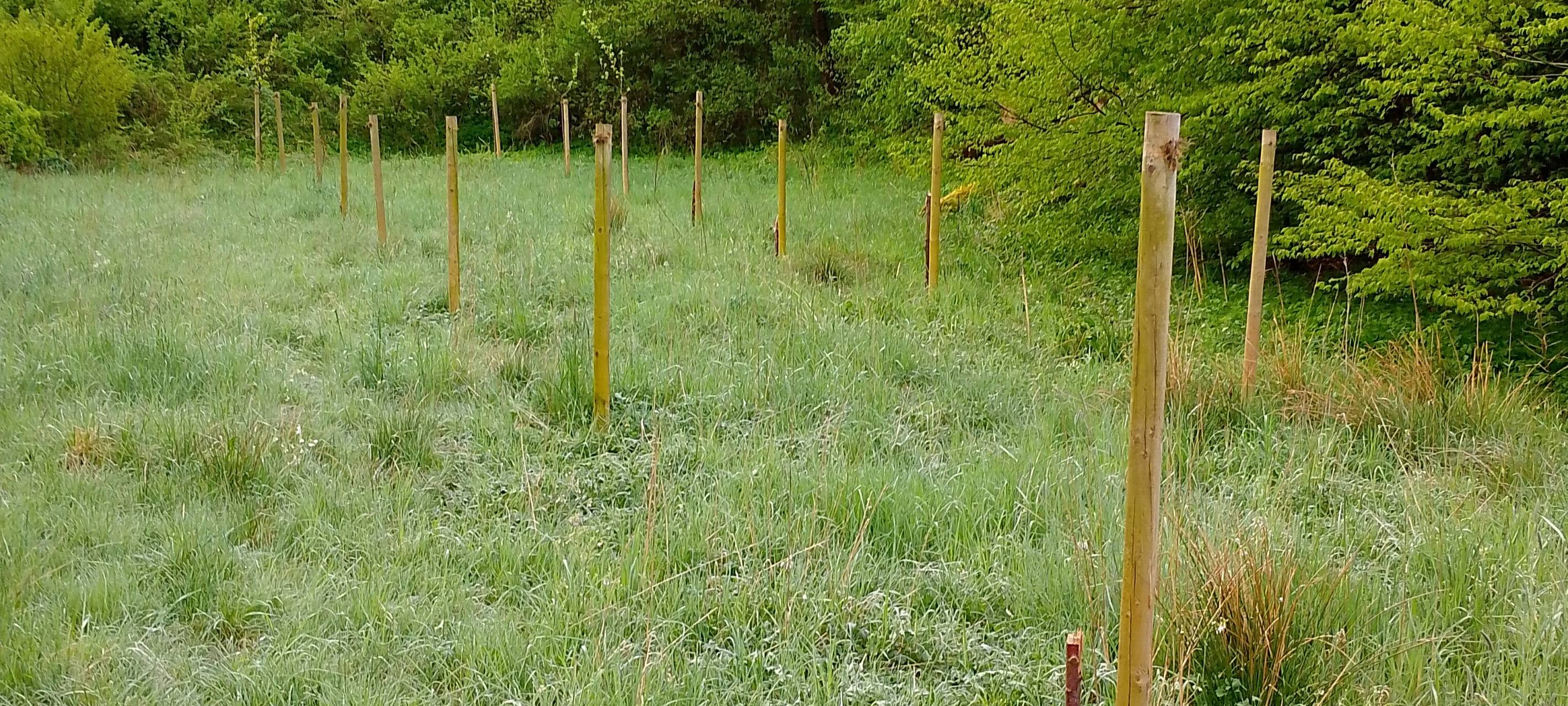 Streuobstwiese in Brilon zerstört