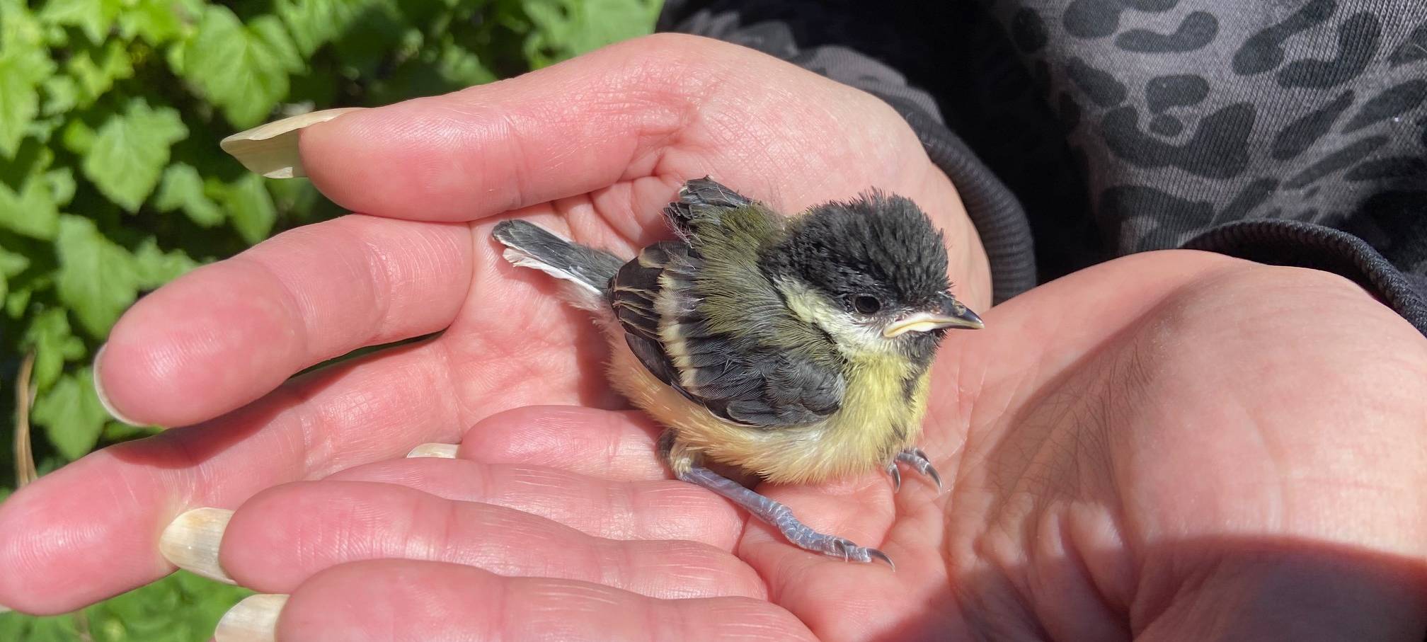 Hilfe für Wildvögel im Sauerland