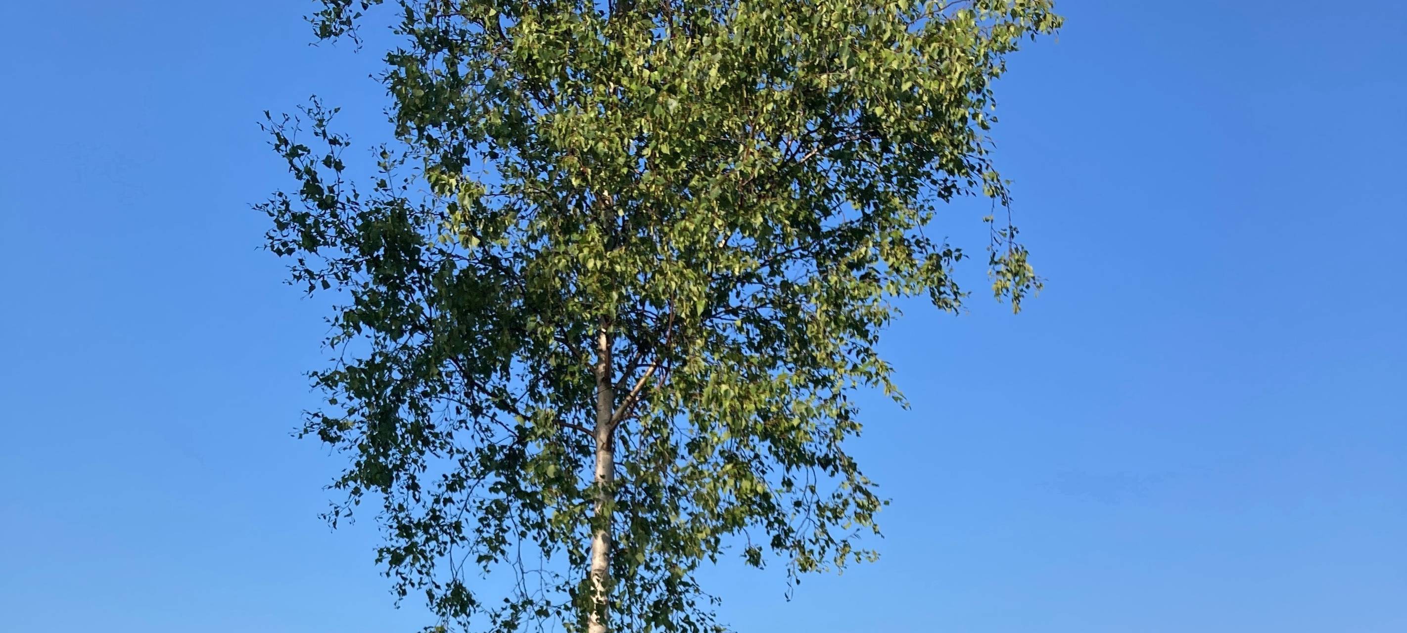 Aktion in Meschede-Remblinghausen