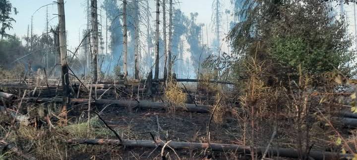 Sauerland: Waldbrände oft von Menschen verursacht