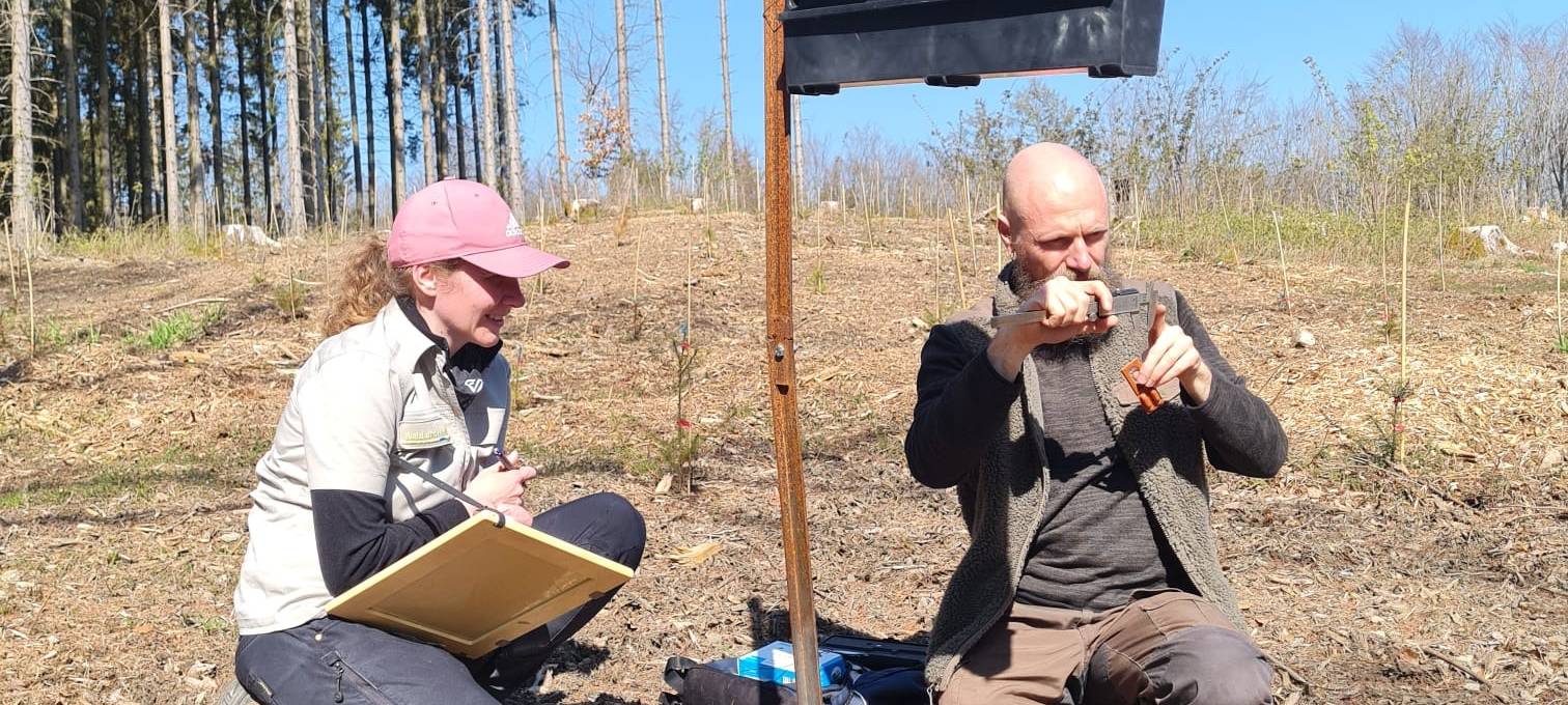 Sauerland: Borkenkäfer gefährdet Bäume