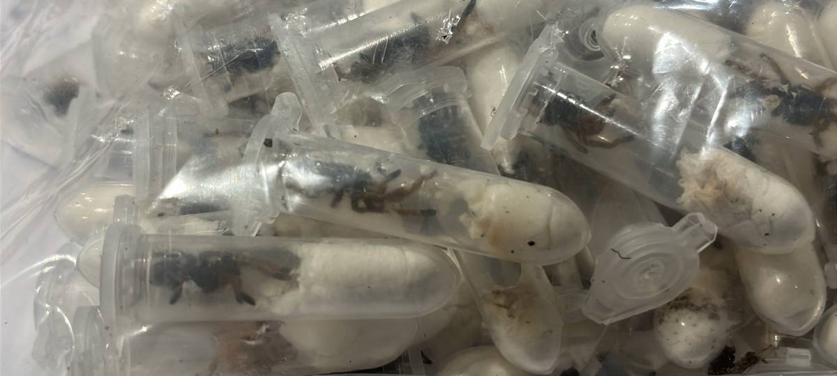 Sauerland: Zoll fängt Vogelspinnen ab