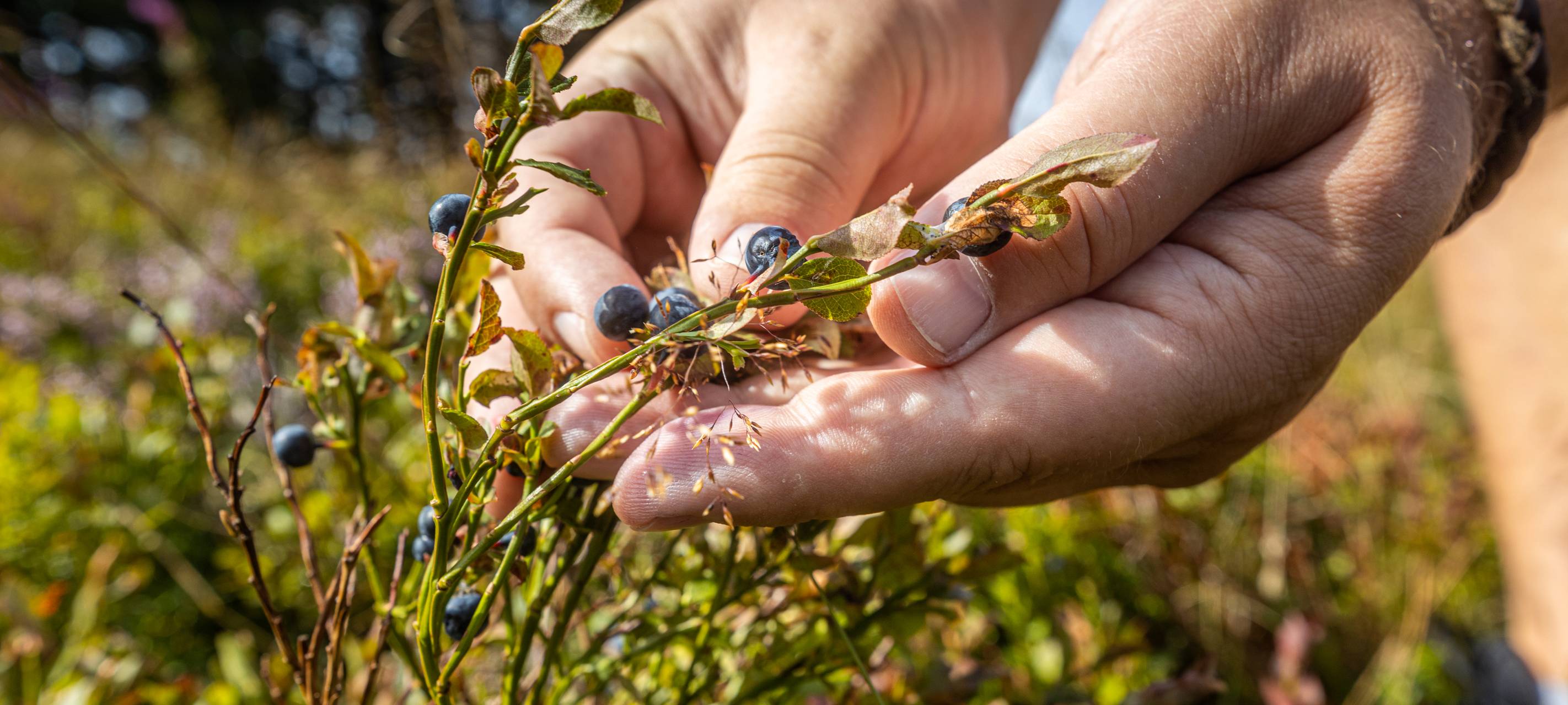 Willingen: Frühe Beeren und Blüten