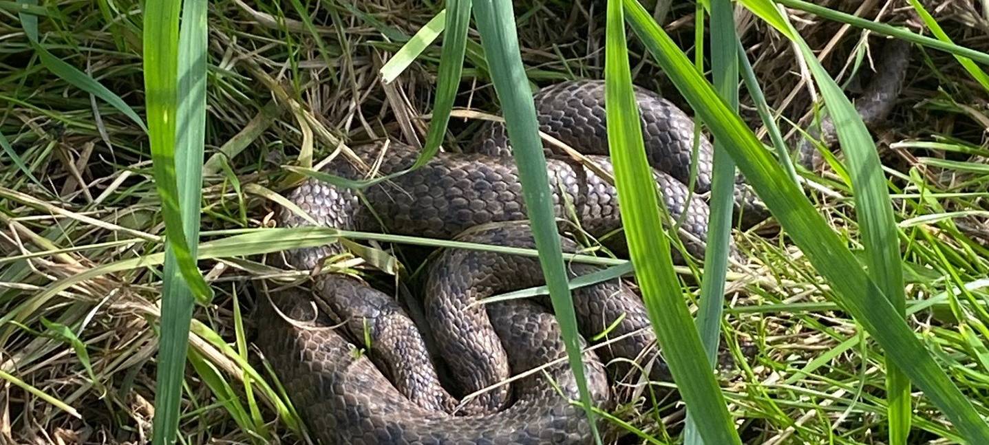 Marsberg: Schlangeneinsatz für die Feuerwehr