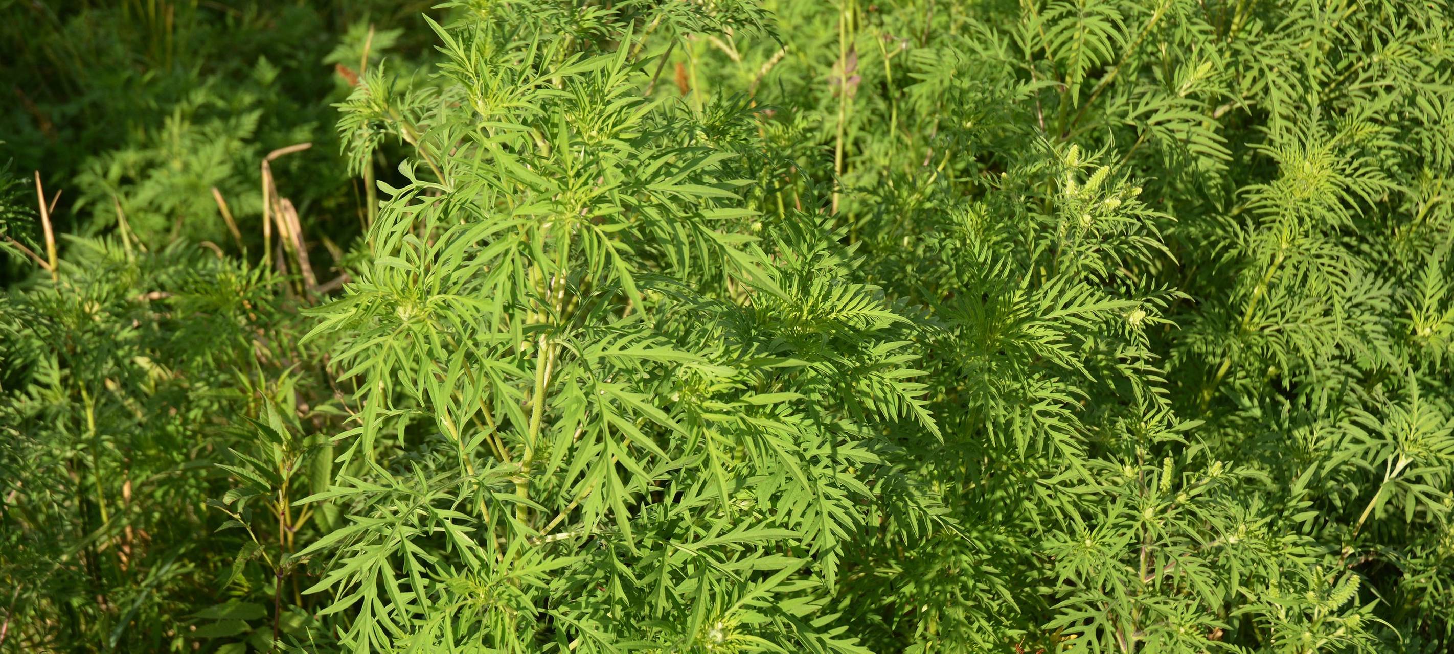Sauerland: Ambrosia-Pollen lösen Allergien aus