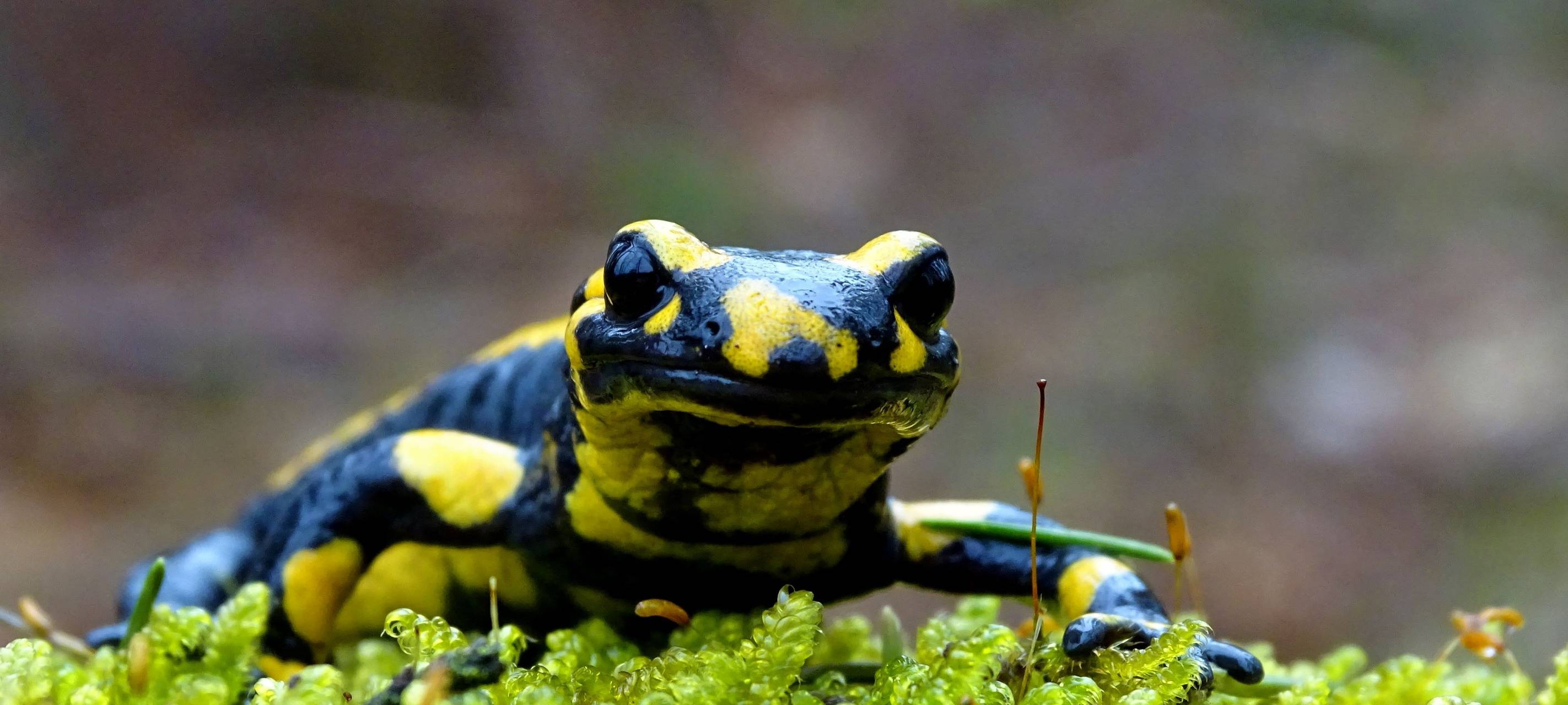 Heute ist Tag des Feuersalamanders