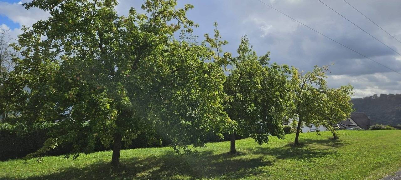 Meschede: Bürgerobst ist erntereif