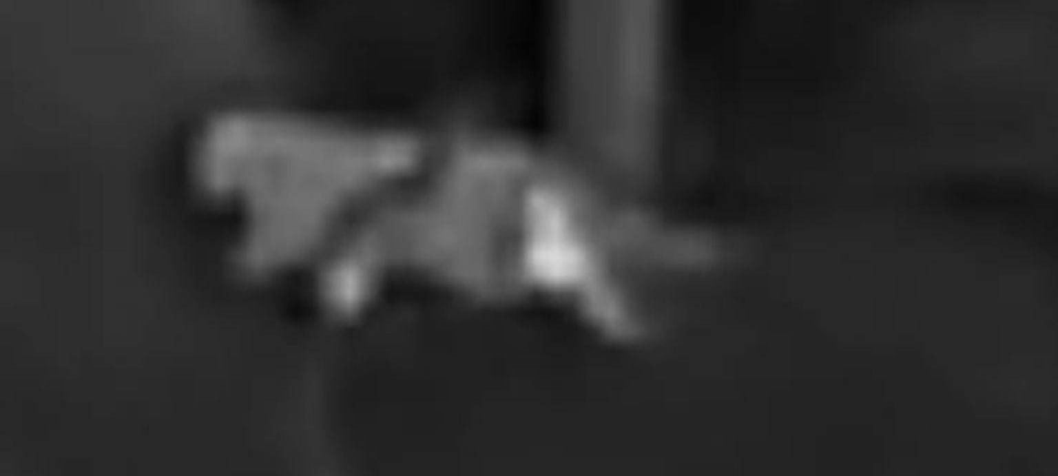 Vermeintliche Großkatze in Kalenborn gesichtet