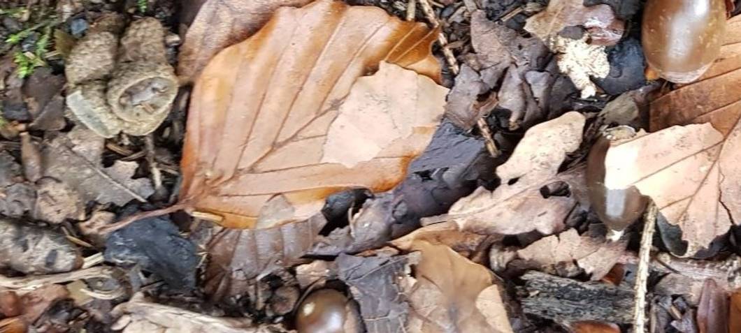 Zum Nachhören: Ferientipps der Ranger