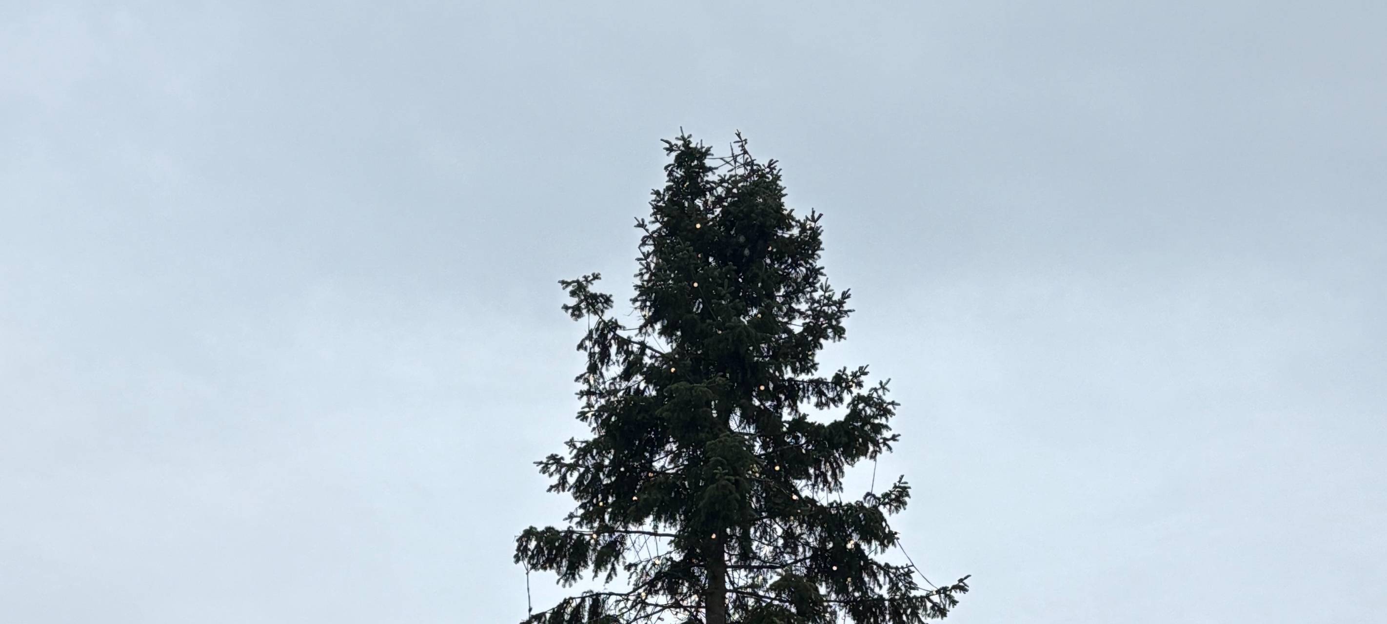 Zum Nachhören: Tag des Weihnachtsbaums