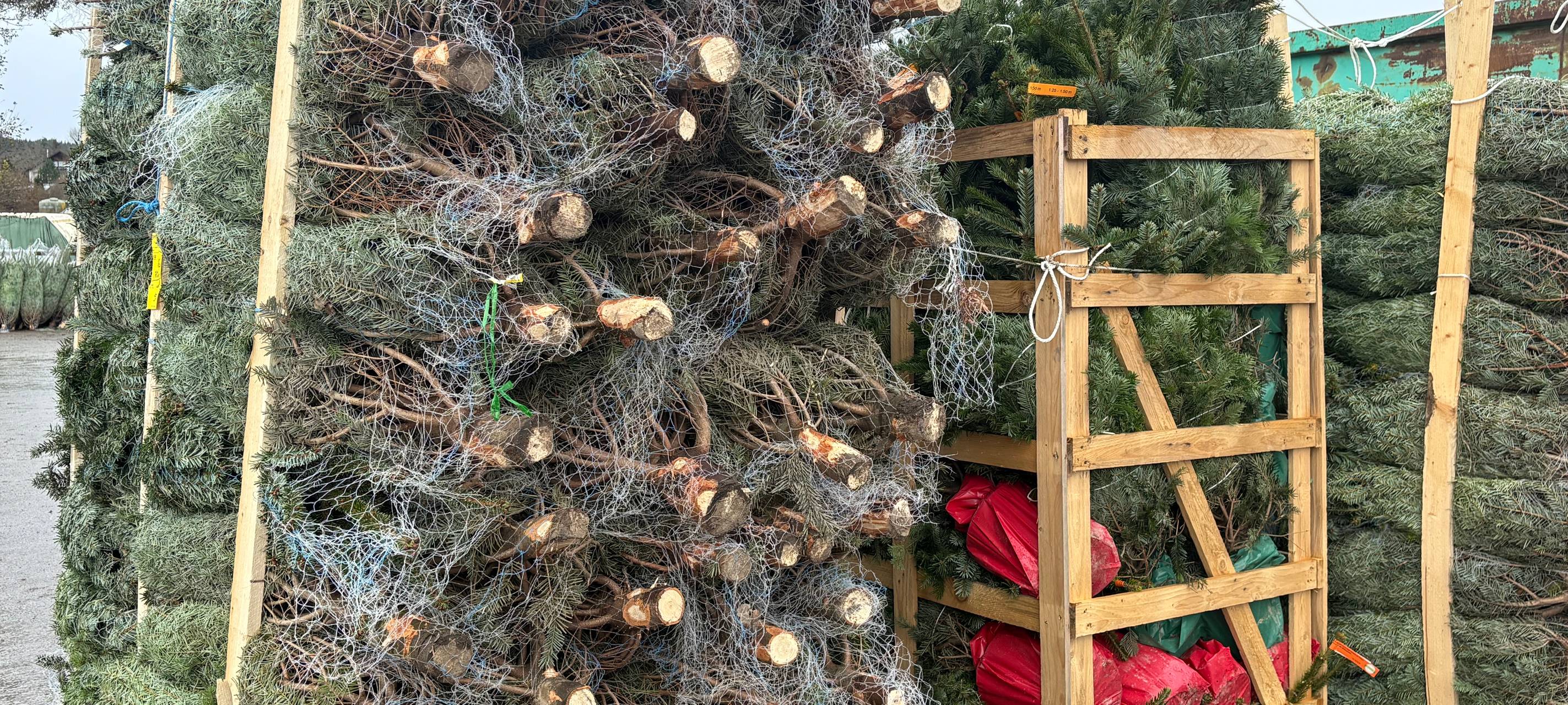 Zum Nachhören: Tag des Weihnachtsbaums