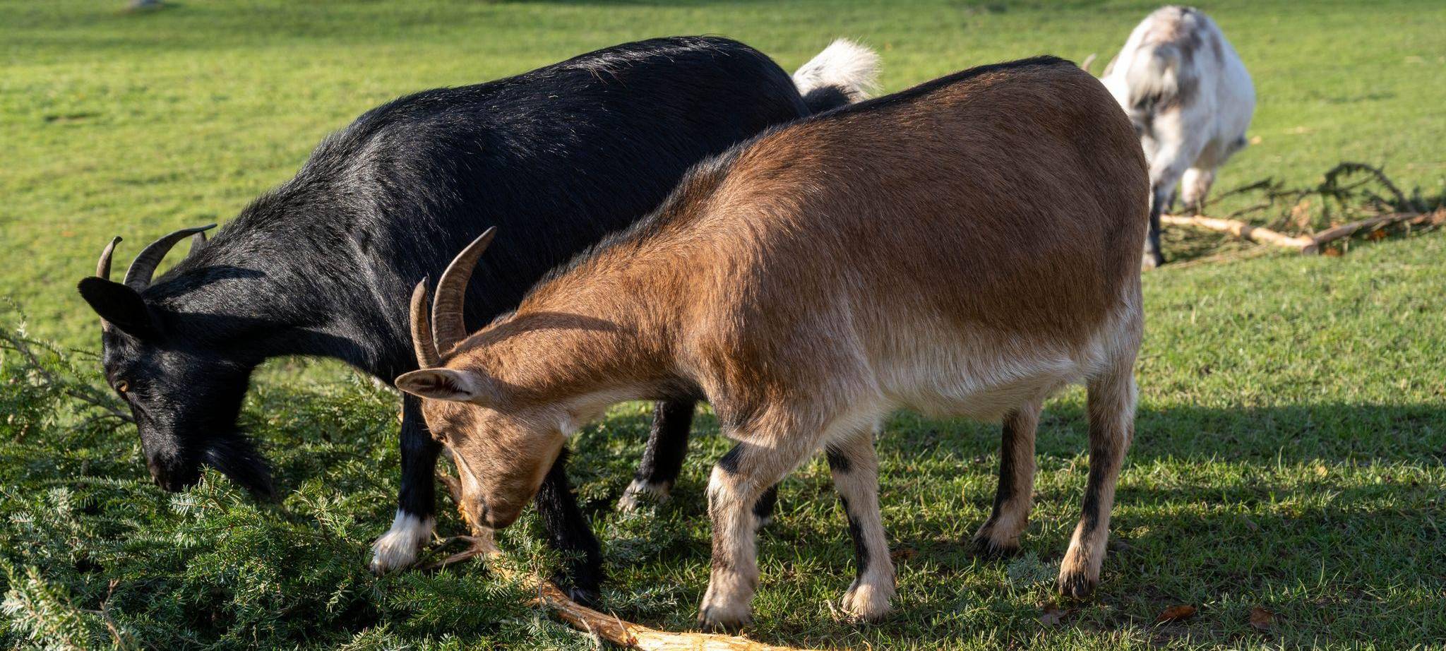 Verfahren gegen Tierpark wegen Verletzung in Streichelgehege