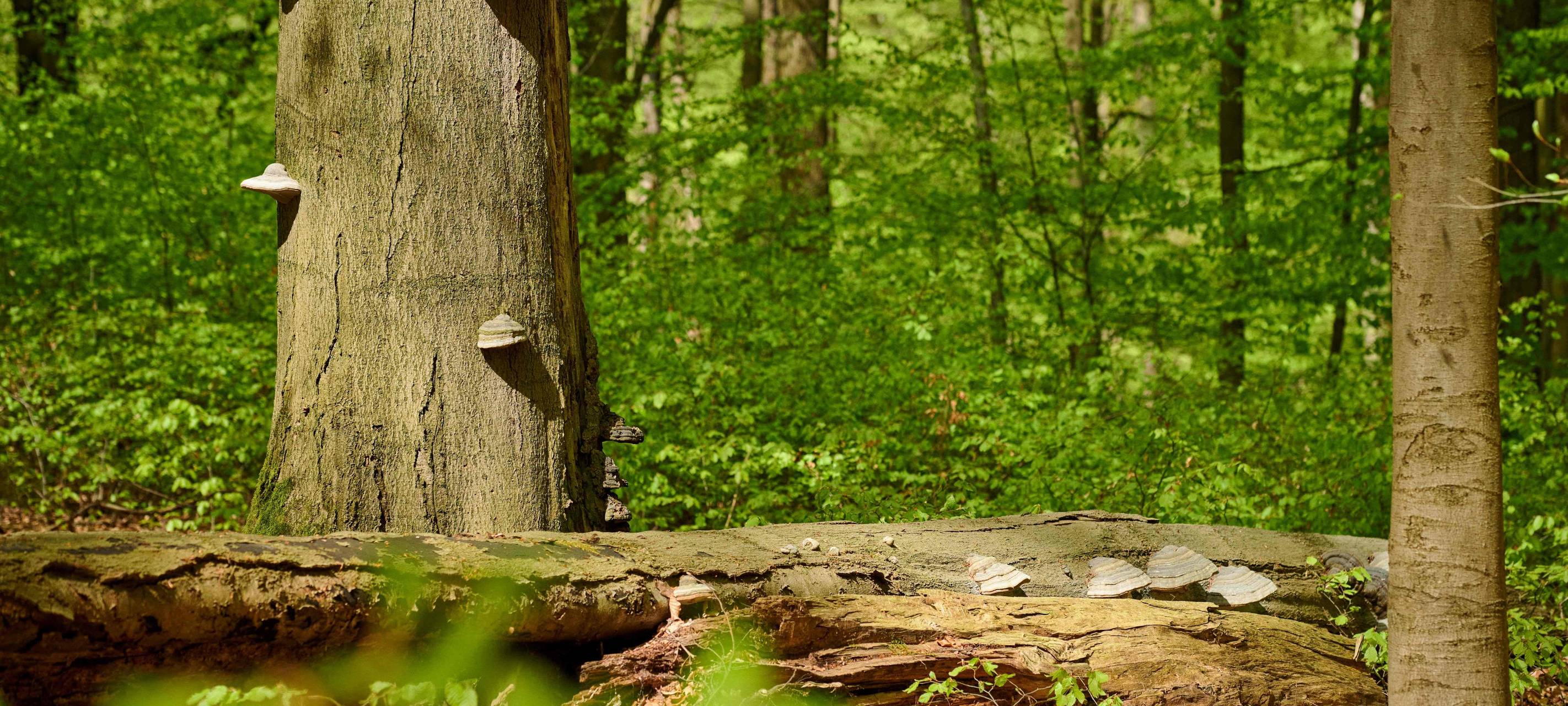 Wald im Sauerland hat sich etwas erholt