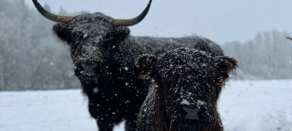 Dauerfrost ist eine Herausforderung für Viehhalter