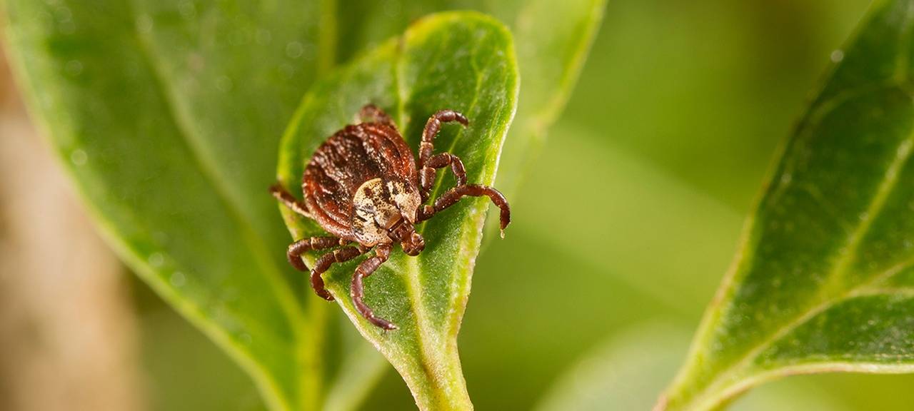 Zum Nachhören: Zeckensaison im Sauerland startet