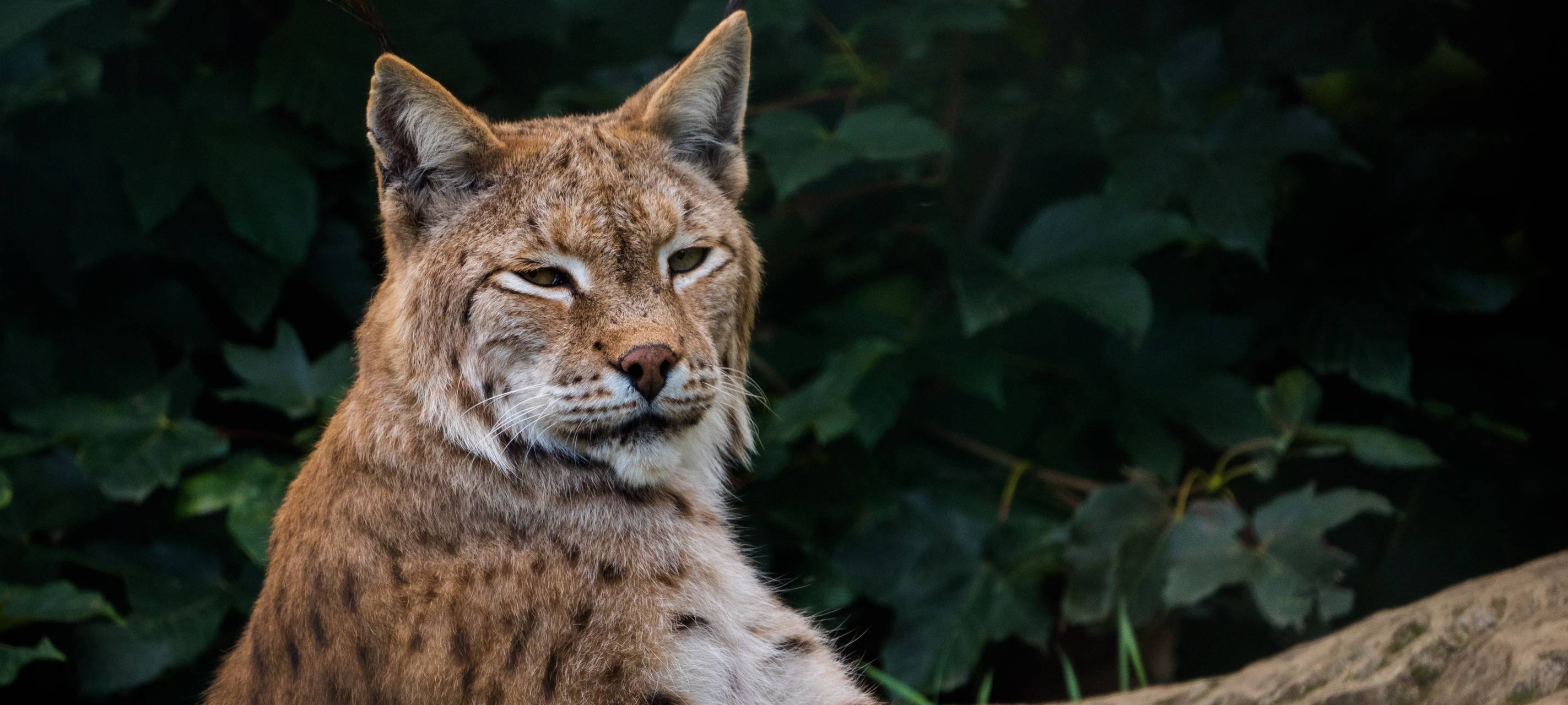 Luchs soll auch im Sauerland wieder heimisch werden