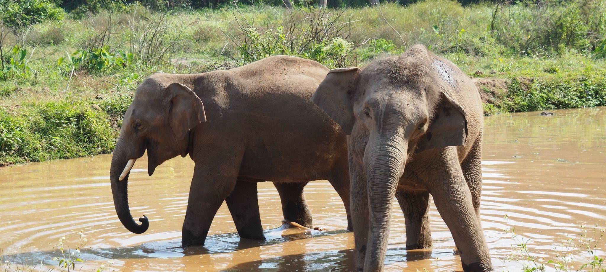 Asiatische Elefanten in Thailand