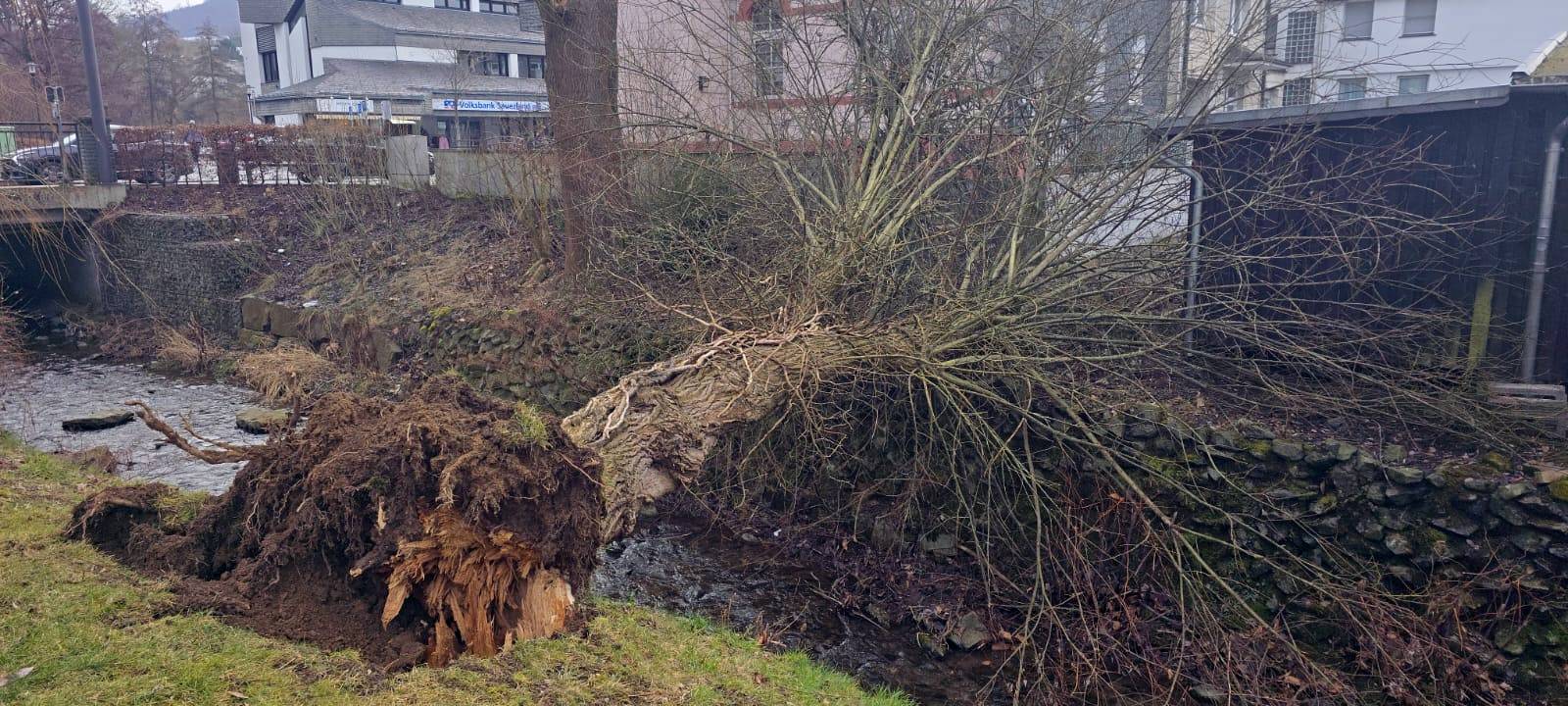 In Olsberg werden weiter Bäume gefällt