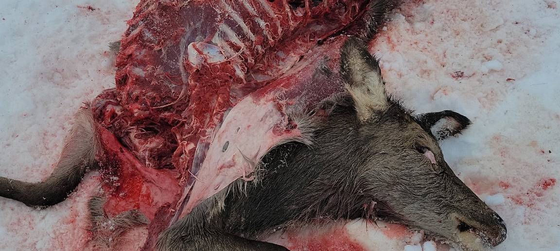 Wolfssichtungen im Sauerland nehmen zu