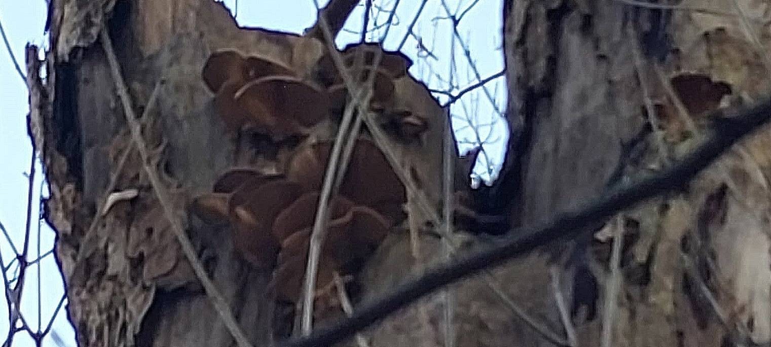 Baumfällarbeiten im Arnsberg sorgen für Sperrungen