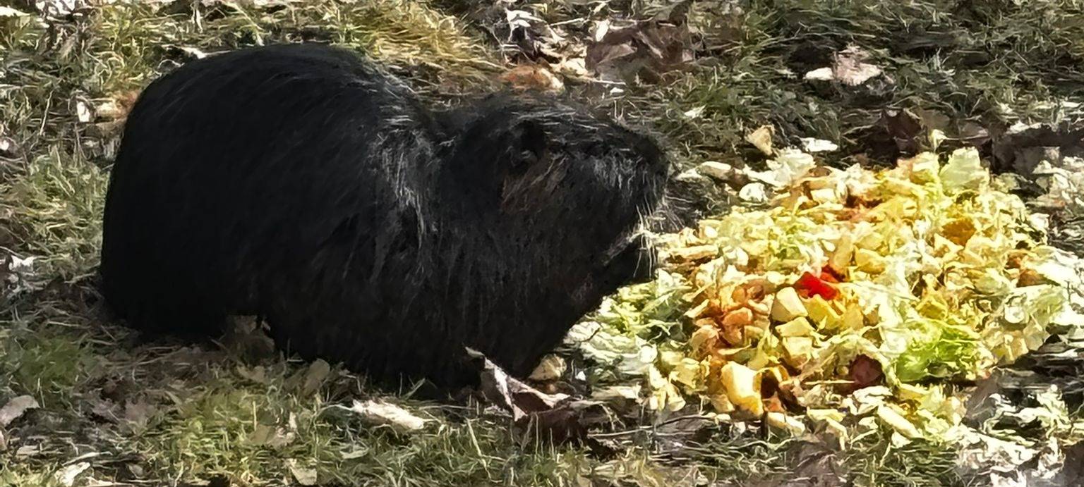 Nutrias breiten sich weiter im Hochsauerlandkreis aus